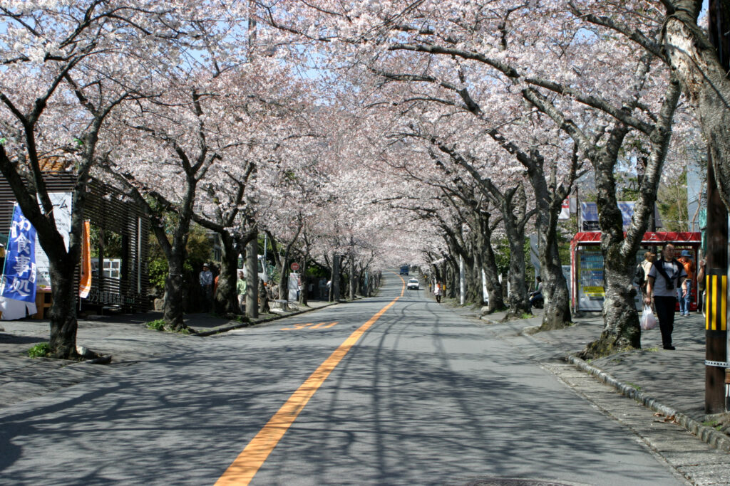 Sakura Namiki - Izu Kogen