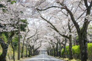 Izu Kogen Cherry Blossoms